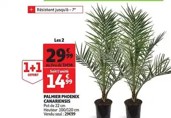 Palmier Phoenix Canariensis
