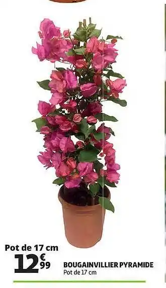 Bougainvillier Pyramide