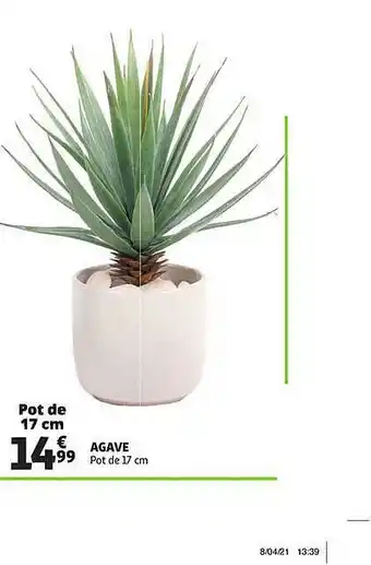Agave