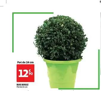Buis Boule