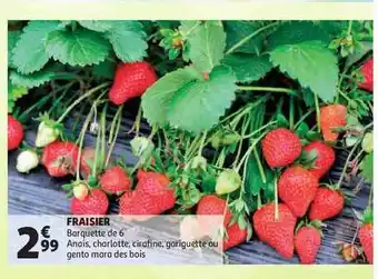 Fraisier