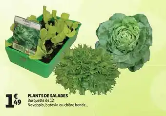 Auchan Direct Plants De Salades offre