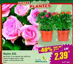 Norma Qualité Horticole Rosier XXL offre