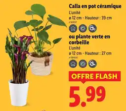 Lidl Calla en pot céramique offre