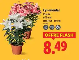 Lidl Lys oriental offre