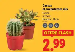 Lidl Cactus et succulentes mix offre