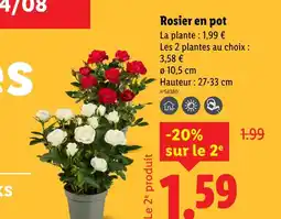 Lidl Rosier en pot offre