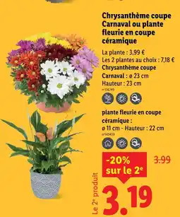 Lidl Chrysanthème coupe Carnaval offre