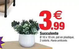 Bazarland Succulente offre