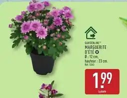 ALDI GARDENLINE Marguerite d'été offre