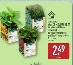 ALDI GARDENLINE Vivace mellifère offre