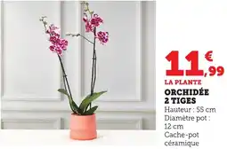Bi1 Orchidée 2 tiges offre