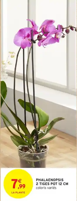Intermarché Phalaenopsis 2 tiges pot offre