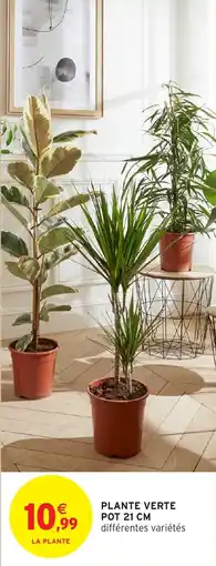Intermarché Plante verte pot offre