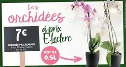 E.Leclerc Orchidée Phalaenopsis offre
