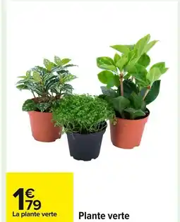 Carrefour Plante verte offre