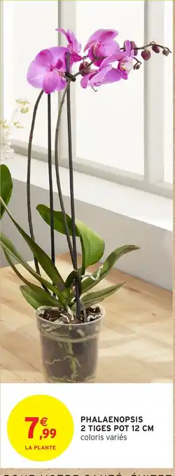 Intermarché Hyper Phalaenopsis 2 tiges pot offre