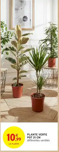 Intermarché Hyper Plante verte offre