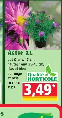 Norma Aster XL offre