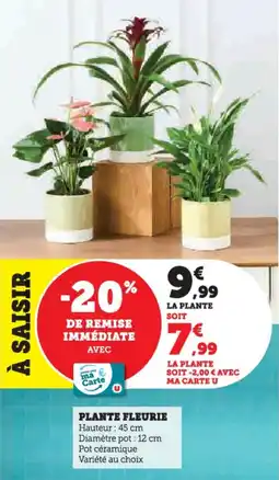 Super U Plante fleurie offre