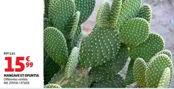 Auchan Mangave et opuntia offre