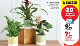 U Express Plante fleurie offre
