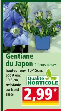 Norma Gentiane du Japon à fleurs bleues offre
