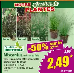 Norma Qualité Horticole Miscanthus résistant au froid offre