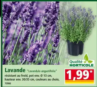 Norma Lavande Lavandula angustifolia offre
