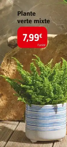 Colruyt Plante verte mixte offre