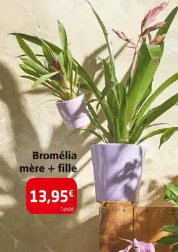 Colruyt Bromélia mère + fille offre