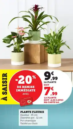Bi1 Plante fleurie offre