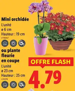 Lidl Mini orchidée offre