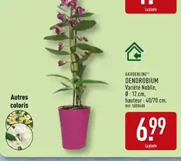 ALDI GARDENLINE DENDROBIUM offre
