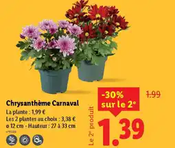 Lidl Chrysanthème Carnaval offre