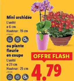 Lidl Mini orchidée ou plante fleurie en coupe offre