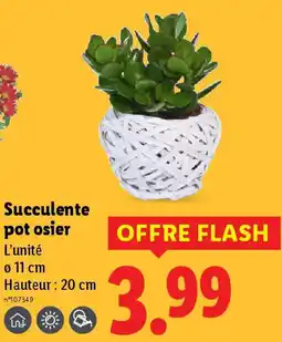 Lidl Succulente pot osier offre