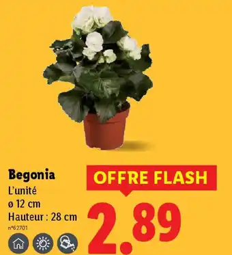 Lidl Begonia offre