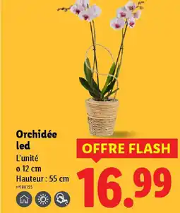Lidl Orchidée led offre