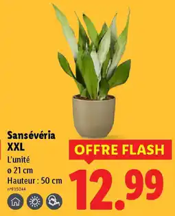 Lidl Sansévéria XXL offre