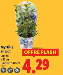 Lidl Myrtille en pot offre