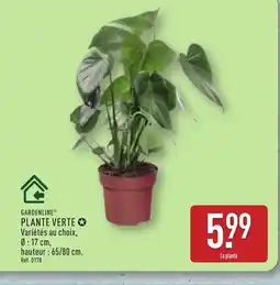 ALDI GARDENLINE Plante verte offre