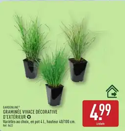 ALDI GARDENLINE Graminée vivace décorative d'extérieur offre