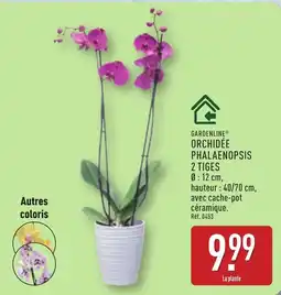 ALDI GARDENLINE Orchidée phalaenopsis 2 tiges offre