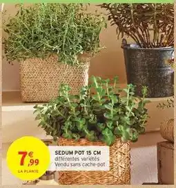 Intermarché SEDUM POT 15 CM offre
