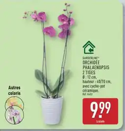 ALDI ORCHIDÉE PHALAENOPSIS 2 TIGES offre