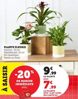 Maximarché Plante fleurie offre