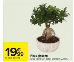Carrefour Ficus ginseng offre