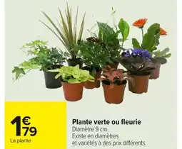 Carrefour Plante verte ou fleurie offre