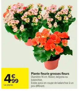 Carrefour Plante fleurie grosses fleurs offre